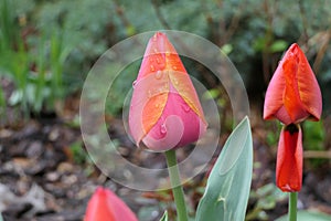 Â A Pair of Tulips: with drops after rain and with a petal down.